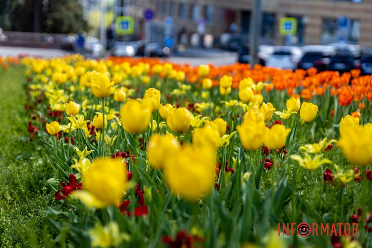 Цветной микс тюльпанов под лучами солнца Весенняя магия в Днепре: сакуры, тюльпаны и каштаны расцвели на проспекте Яворницкого 16