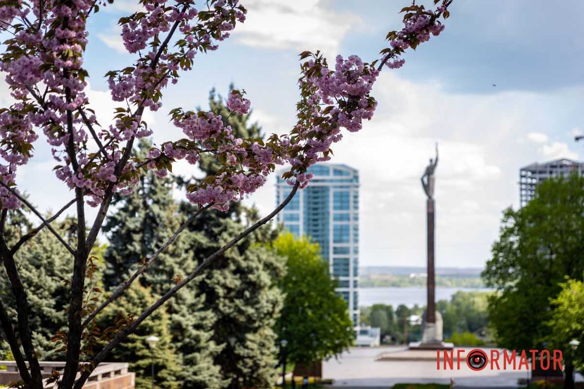 Нежно-розовые цветы сакур на проспекте Яворницкого. Весенняя магия в Днепре: сакуры, тюльпаны и каштаны расцвели на проспекте Яворницкого 15