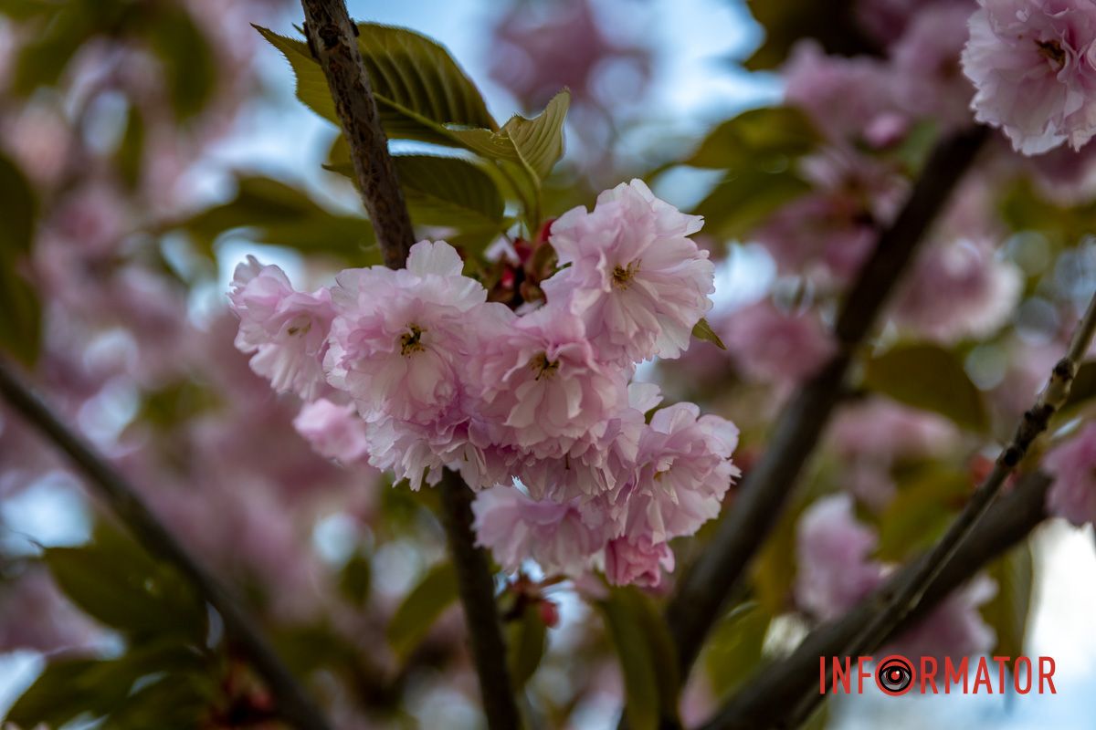 Сакура на фоне голубого неба Весенняя магия в Днепре: сакуры, тюльпаны и каштаны расцвели на проспекте Яворницкого 17