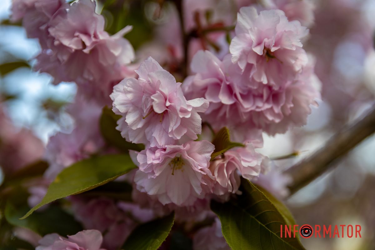 Прогулка под цветущими сакурами Весенняя магия в Днепре: сакуры, тюльпаны и каштаны расцвели на проспекте Яворницкого 18