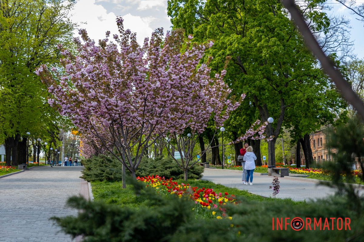 Едва заметный розовый оттенок сакуры Весенняя магия в Днепре: сакуры, тюльпаны и каштаны расцвели на проспекте Яворницкого 19
