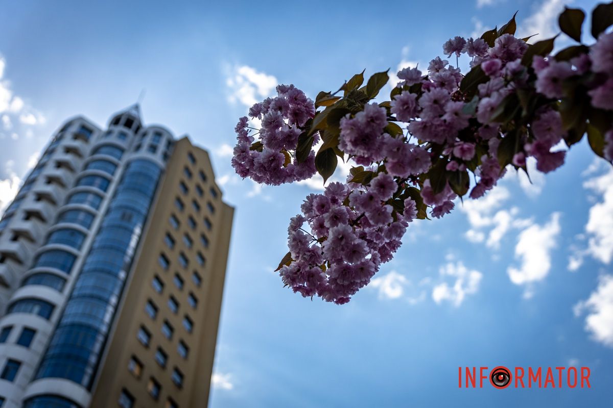 Бледно-голубое небо и цветы сакуры. Весенняя магия в Днепре: сакуры, тюльпаны и каштаны расцвели на проспекте Яворницкого 20