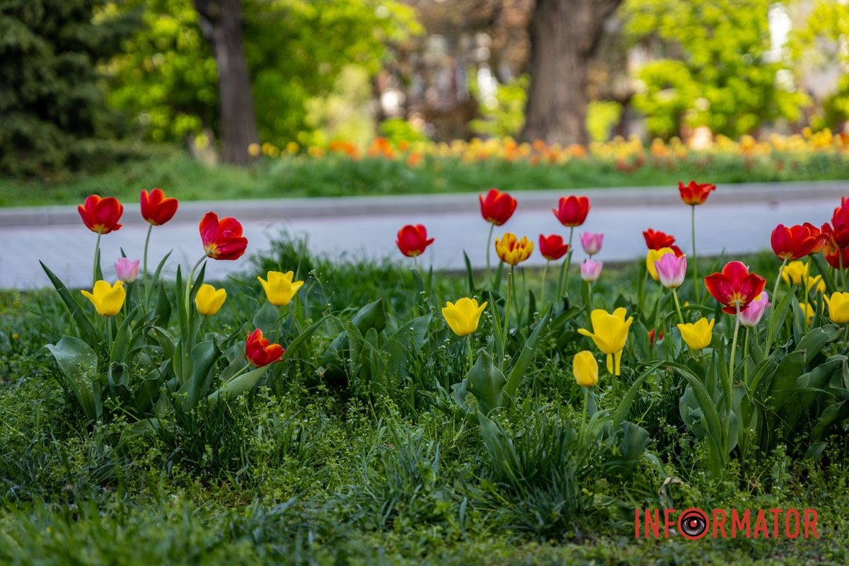 Тюльпаны желто-красных оттенков Весенняя магия в Днепре: сакуры, тюльпаны и каштаны расцвели на проспекте Яворницкого 21