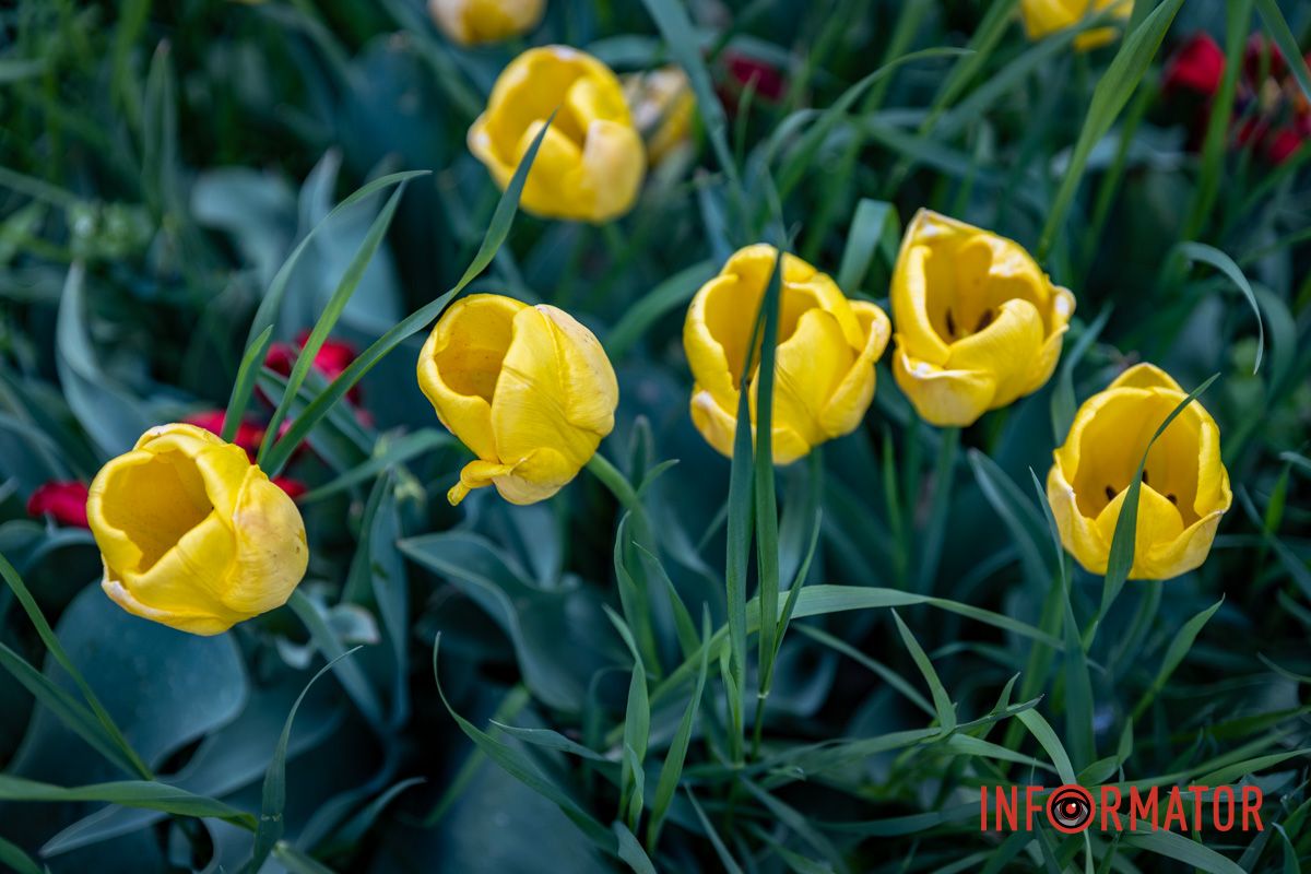 Тюльпан в утренней росе Весенняя магия в Днепре: сакуры, тюльпаны и каштаны расцвели на проспекте Яворницкого 23