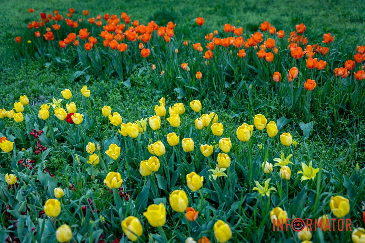 Тюльпаны ближе к камере Весенняя магия в Днепре: сакуры, тюльпаны и каштаны расцвели на проспекте Яворницкого 24