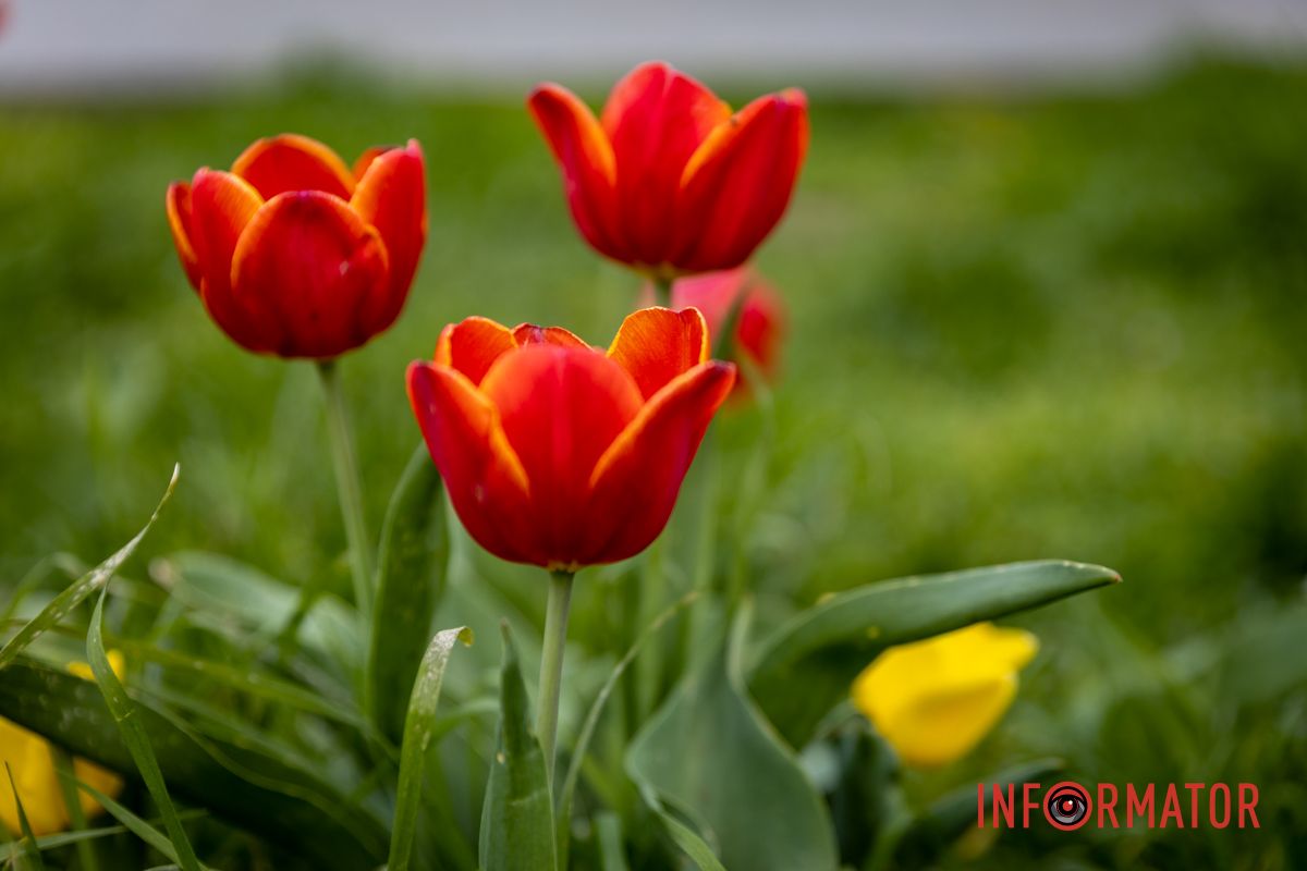 Фото - Дмитрий Дворский Весенняя магия в Днепре: сакуры, тюльпаны и каштаны расцвели на проспекте Яворницкого 25