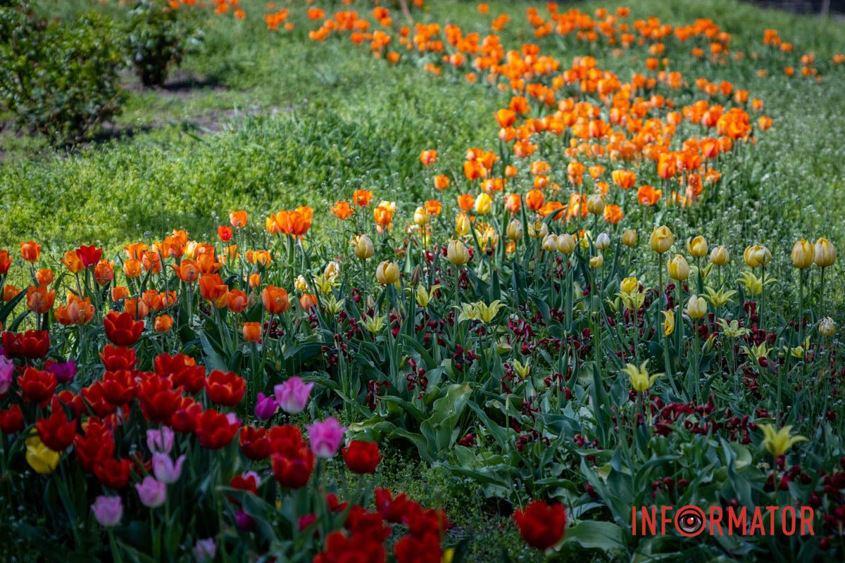 Весеннее настроение на аллее Яворницкого Весенняя магия в Днепре: сакуры, тюльпаны и каштаны расцвели на проспекте Яворницкого 26