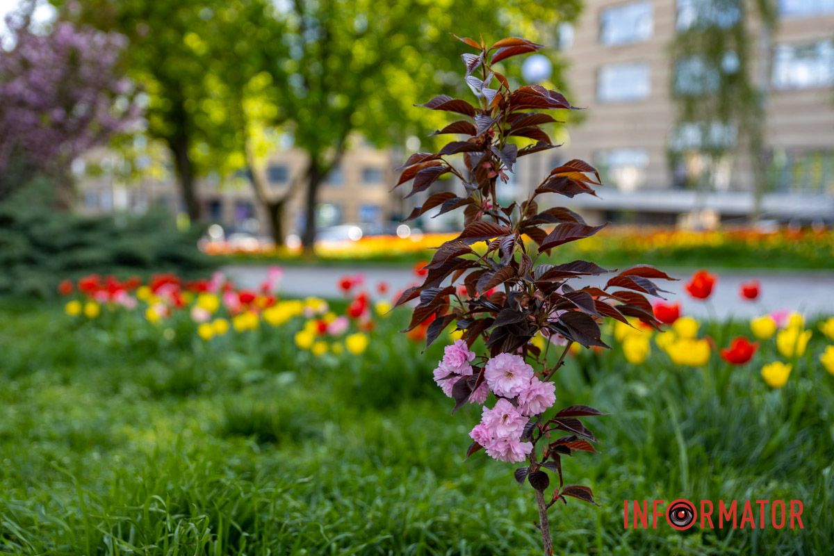 Сакура и прогулочные дорожки Весенняя магия в Днепре: сакуры, тюльпаны и каштаны расцвели на проспекте Яворницкого 28