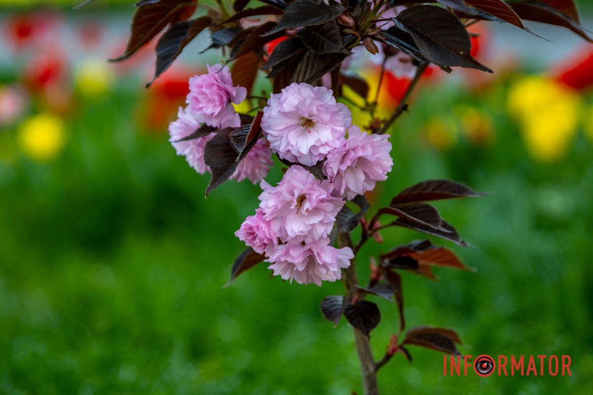 Сакура на фоне городских построек Весенняя магия в Днепре: сакуры, тюльпаны и каштаны расцвели на проспекте Яворницкого 29