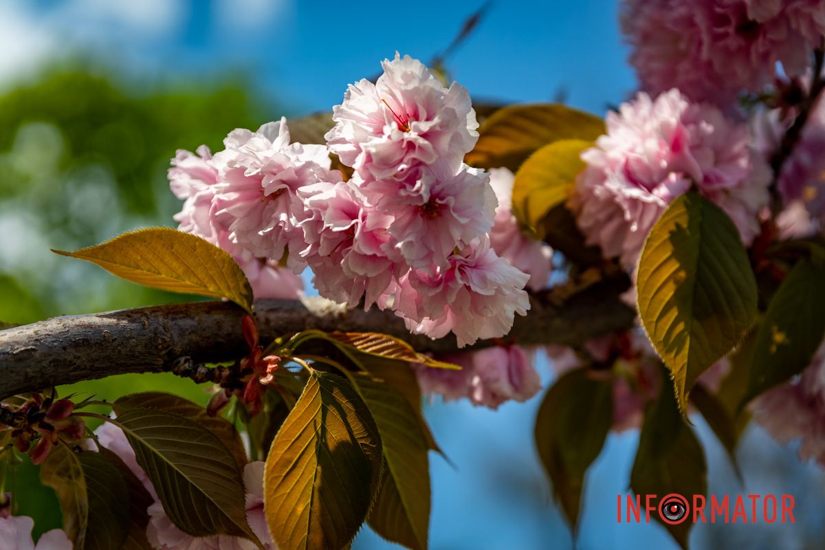 Какие нежные цветы Весенняя магия в Днепре: сакуры, тюльпаны и каштаны расцвели на проспекте Яворницкого 30