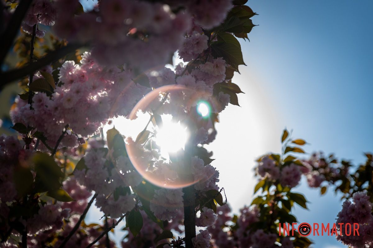 Солнечные лучи в цветах сакуры Весенняя магия в Днепре: сакуры, тюльпаны и каштаны расцвели на проспекте Яворницкого 31