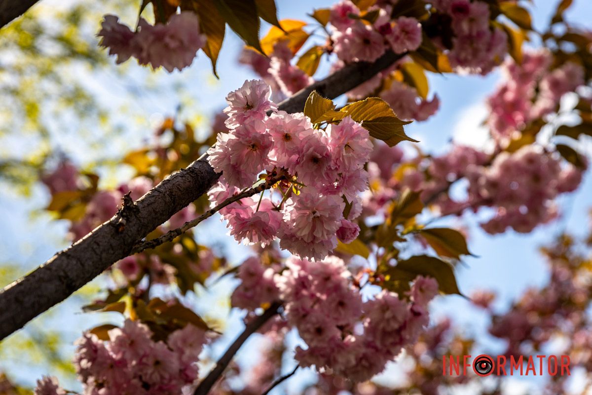 Большие бутоны Весенняя магия в Днепре: сакуры, тюльпаны и каштаны расцвели на проспекте Яворницкого 32