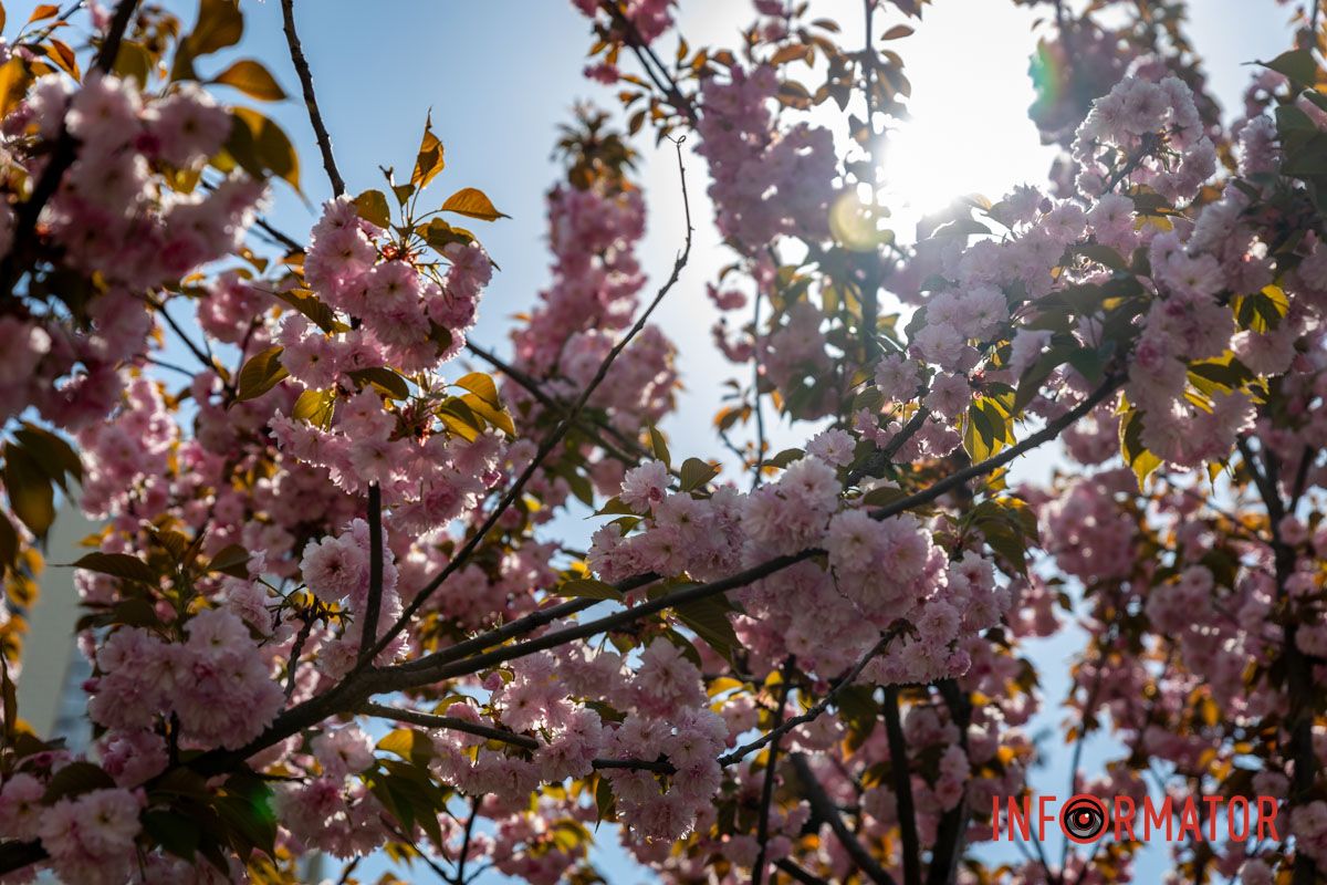 Лепестки сакуры Весенняя магия в Днепре: сакуры, тюльпаны и каштаны расцвели на проспекте Яворницкого 33