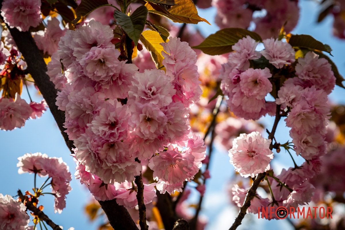 Нежные цветы Весенняя магия в Днепре: сакуры, тюльпаны и каштаны расцвели на проспекте Яворницкого 34