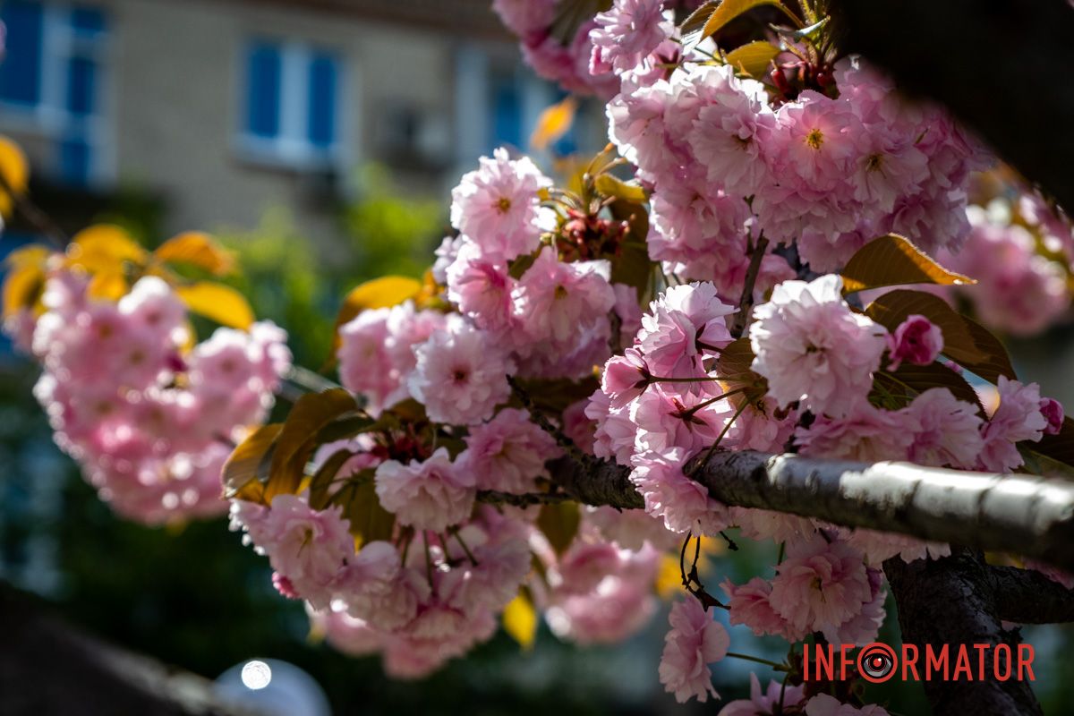 Какая красота Весенняя магия в Днепре: сакуры, тюльпаны и каштаны расцвели на проспекте Яворницкого 35