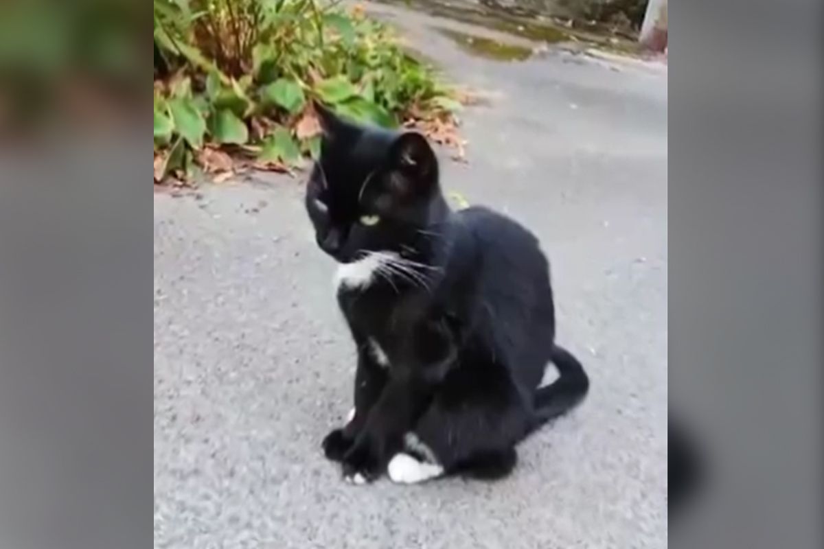 Мурка Мурка