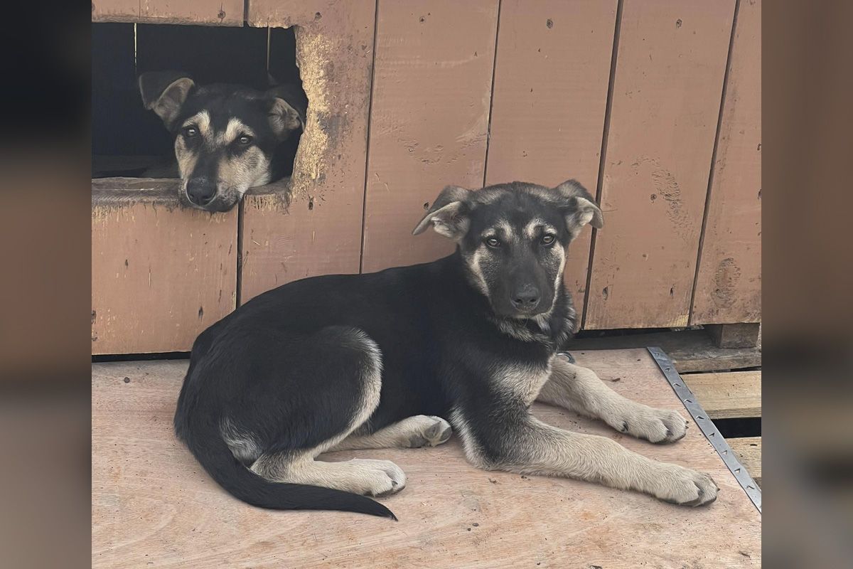 Хлопчик та дівчинка Хлопчик та дівчинка