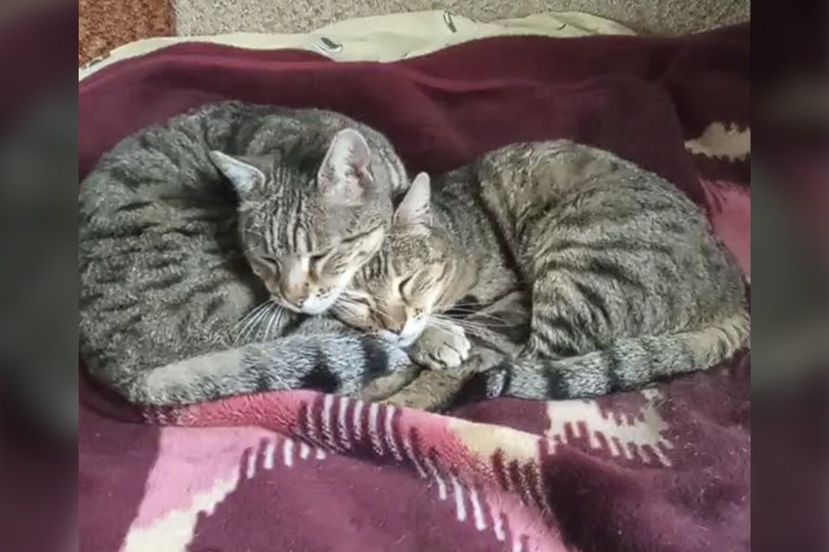 Чупа і Чупс Чупа і Чупс