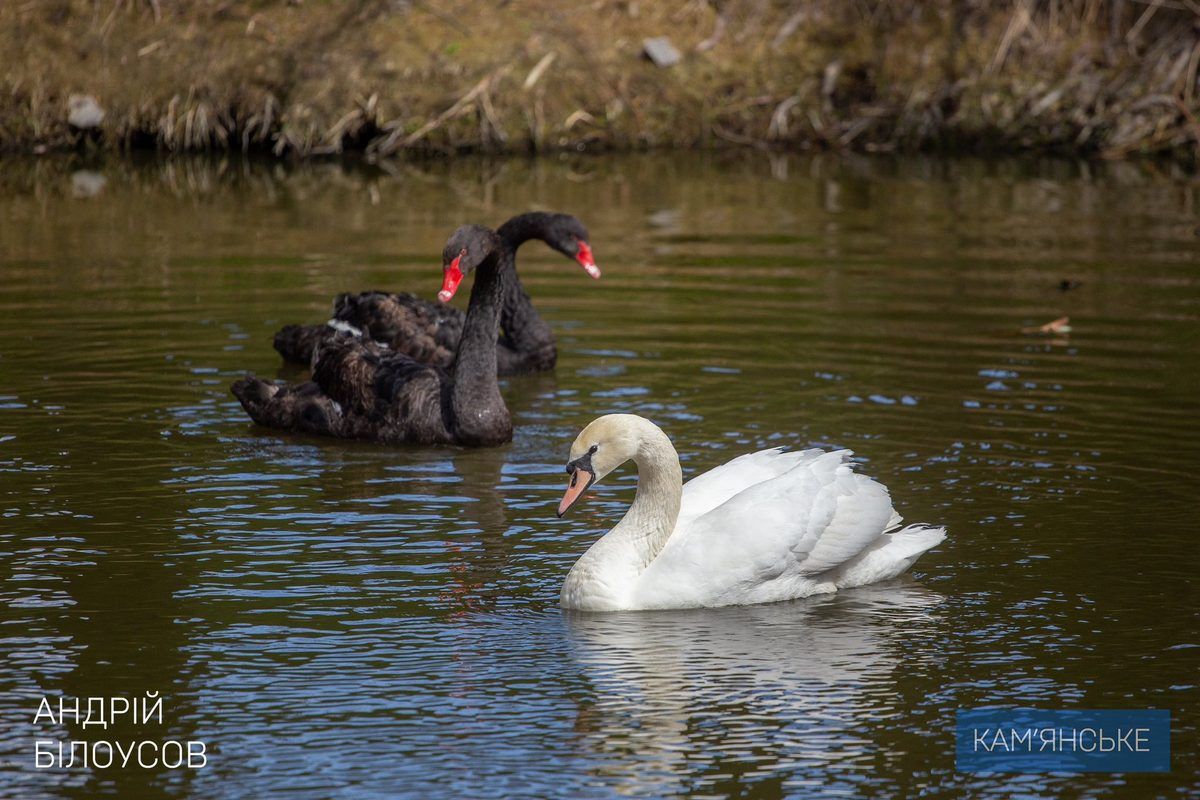 Ветерани з Дніпропетровської області відпочили на кінній фермі в Єлизаветівці 2
