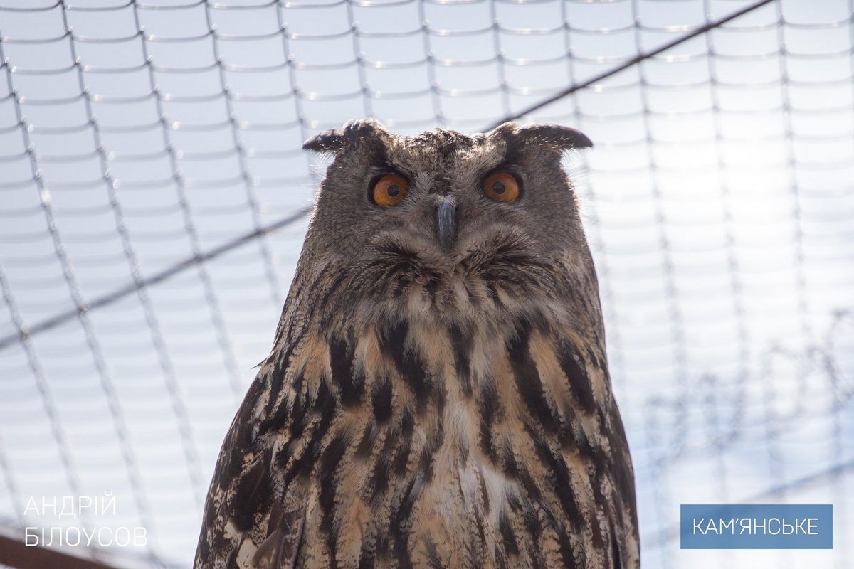 Ветерани з Дніпропетровської області відпочили на кінній фермі в Єлизаветівці 8