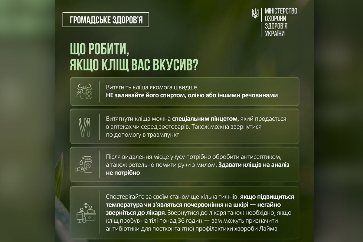 Що робити, якщо кліщ таки зміг вас дістатися Що робити, якщо кліщ таки зміг вас дістатися