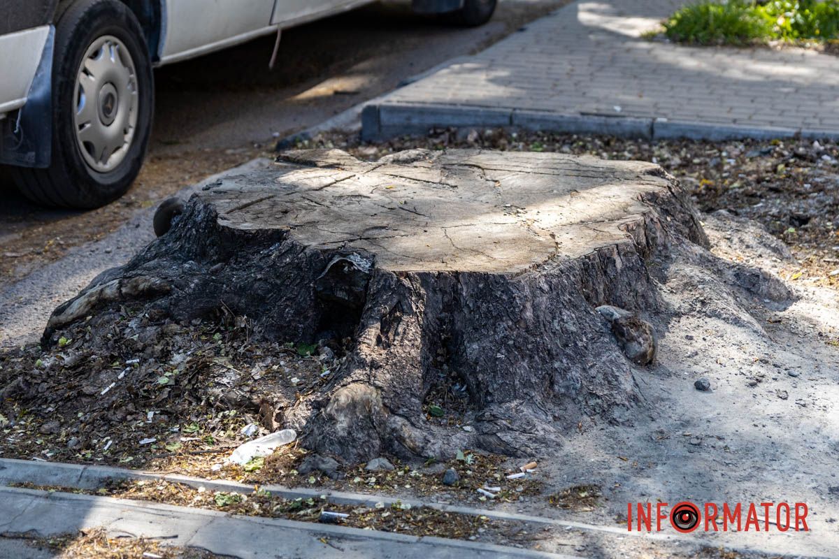 В Днепре готовятся к реконструкции улицы Инженерной В Днепре за почти 2 миллиона гривен выкорчат более 100 пней на улице Инженерной: что там не так