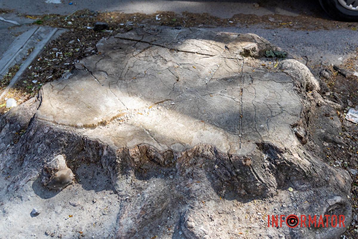 На подготовительные работы планируется потратить 1 864 731 гривну В Днепре за почти 2 миллиона гривен выкорчат более 100 пней на улице Инженерной: что там не так 6