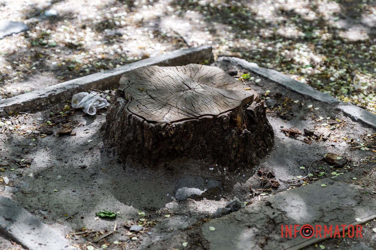 Для этого хотят выкорчевать пни, удалить лишние насаждения и посадить новые деревья. В Днепре за почти 2 миллиона гривен выкорчат более 100 пней на улице Инженерной: что там не так 4