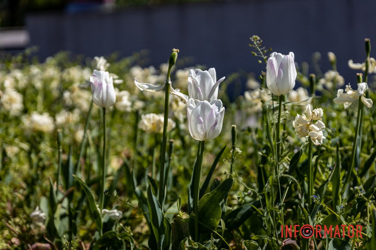 Запустили не все: какие фонтаны заработали в Днепре 1 мая 111