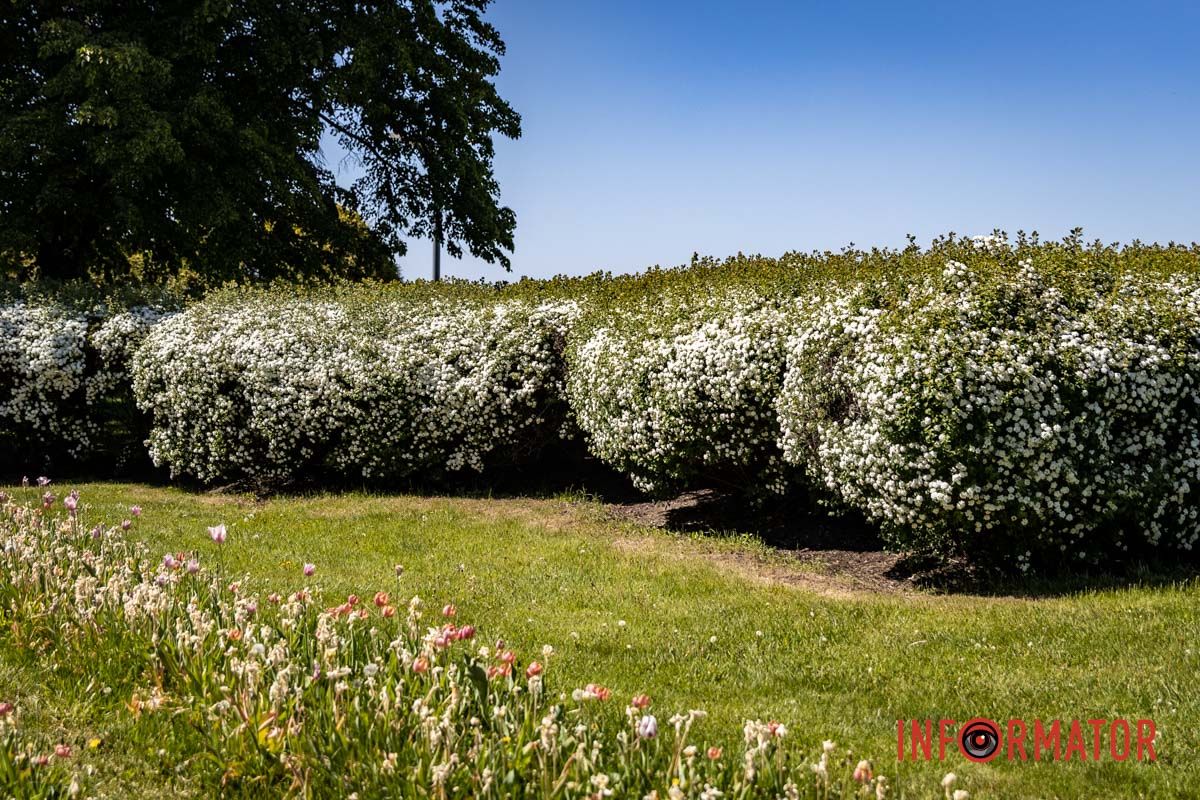 "Біла наречена" міських парків 