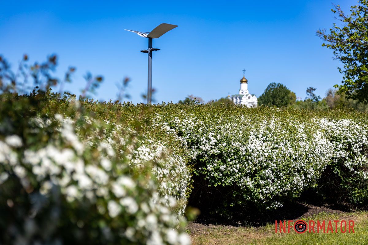 Коли розквітає спірея, місто змінюється