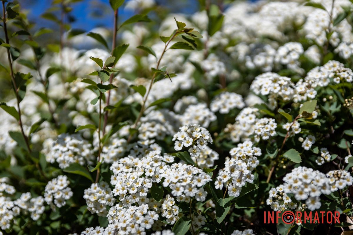 Ідеальна симетрія природи 