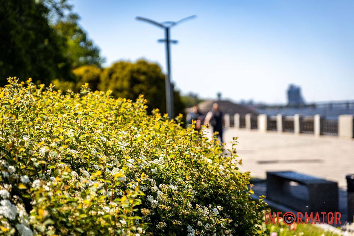 Тиша і аромат