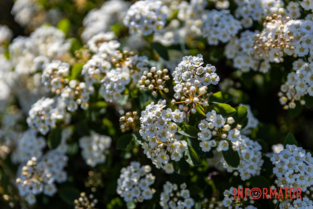 Гармонія кольору 