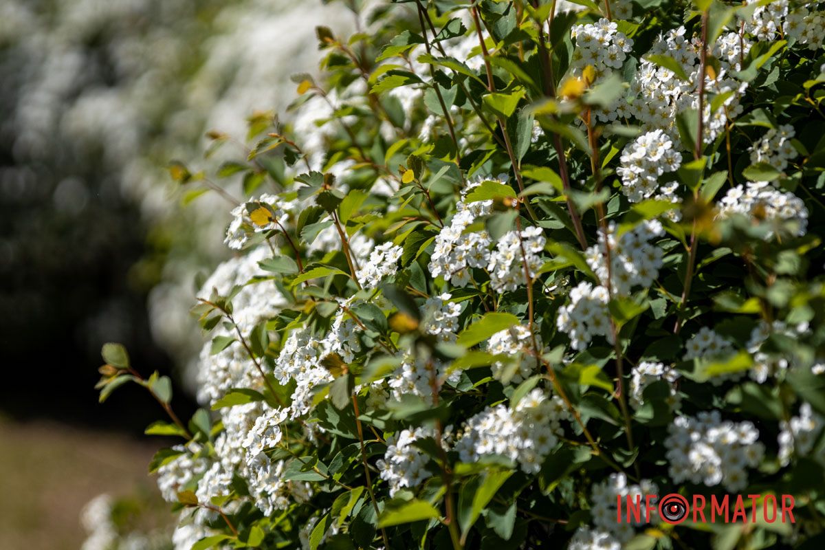 Час робити фото — "біла наречена" вже у місті