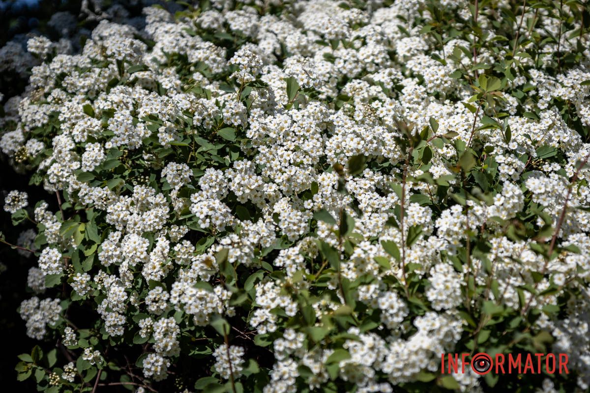 У кожному цвіті — тиша, ніжність і трохи сонця
