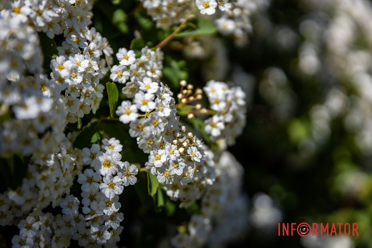 Природа вбралась у біле