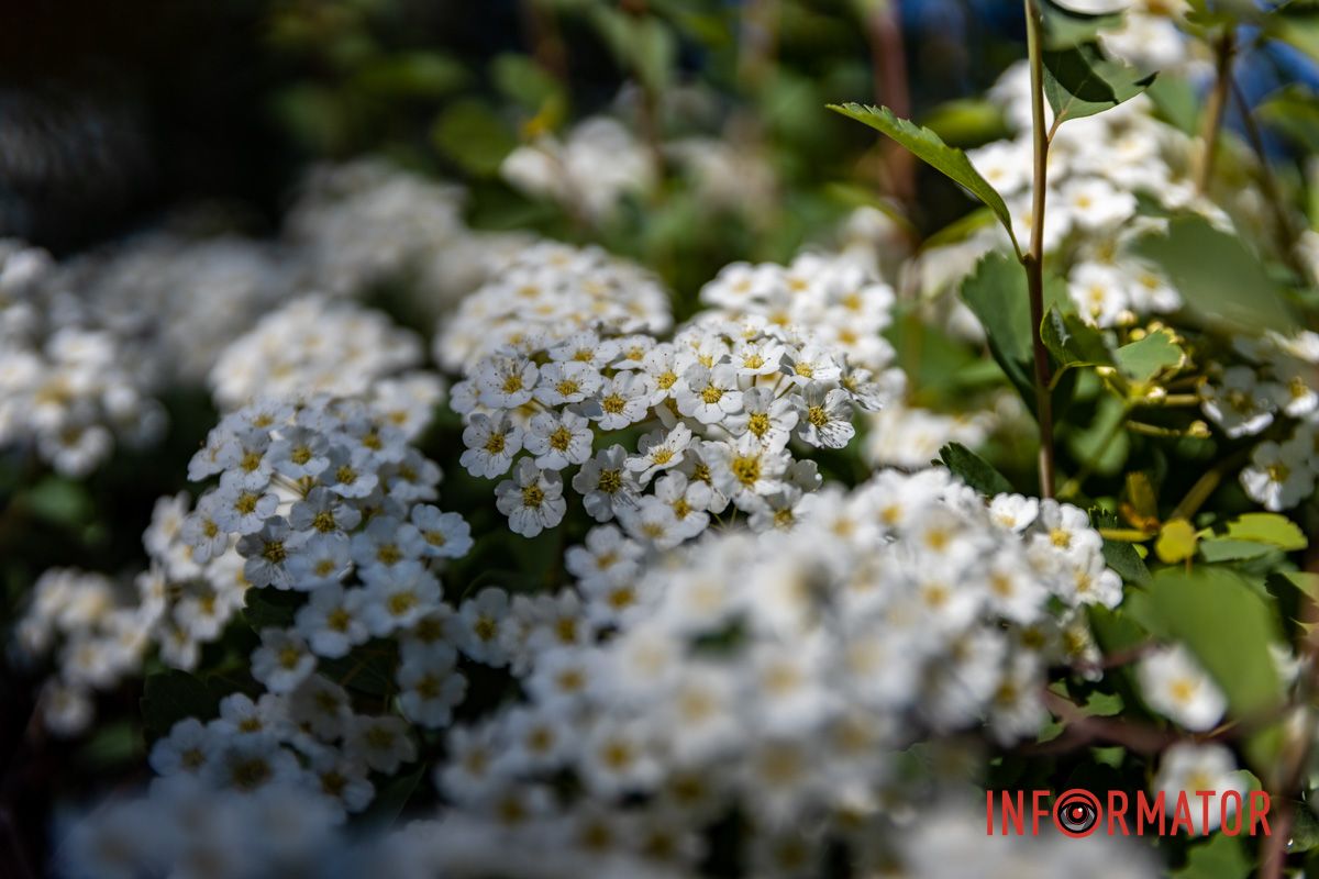 Мов мереживна фата весни