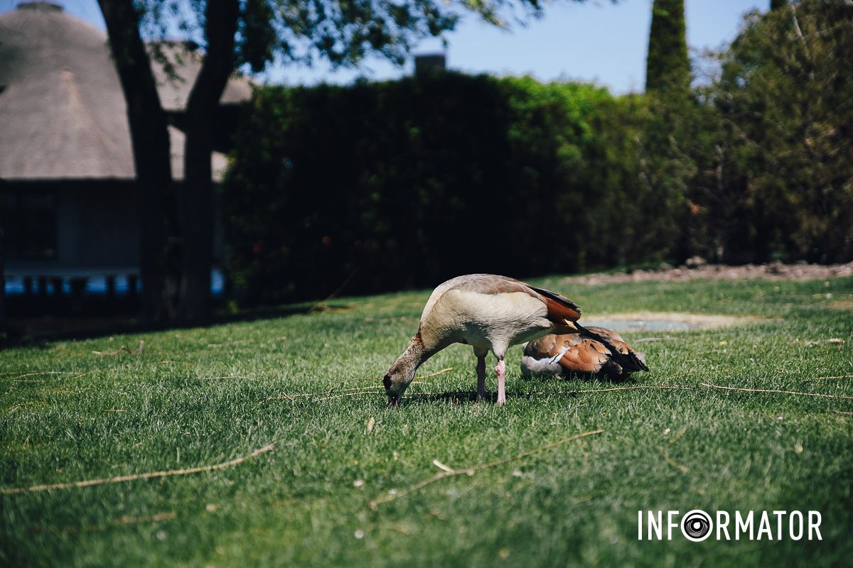 Место, где дышится иначе: как выглядит яхт-клуб «Сечь» в Днепре майского солнечного дня 4