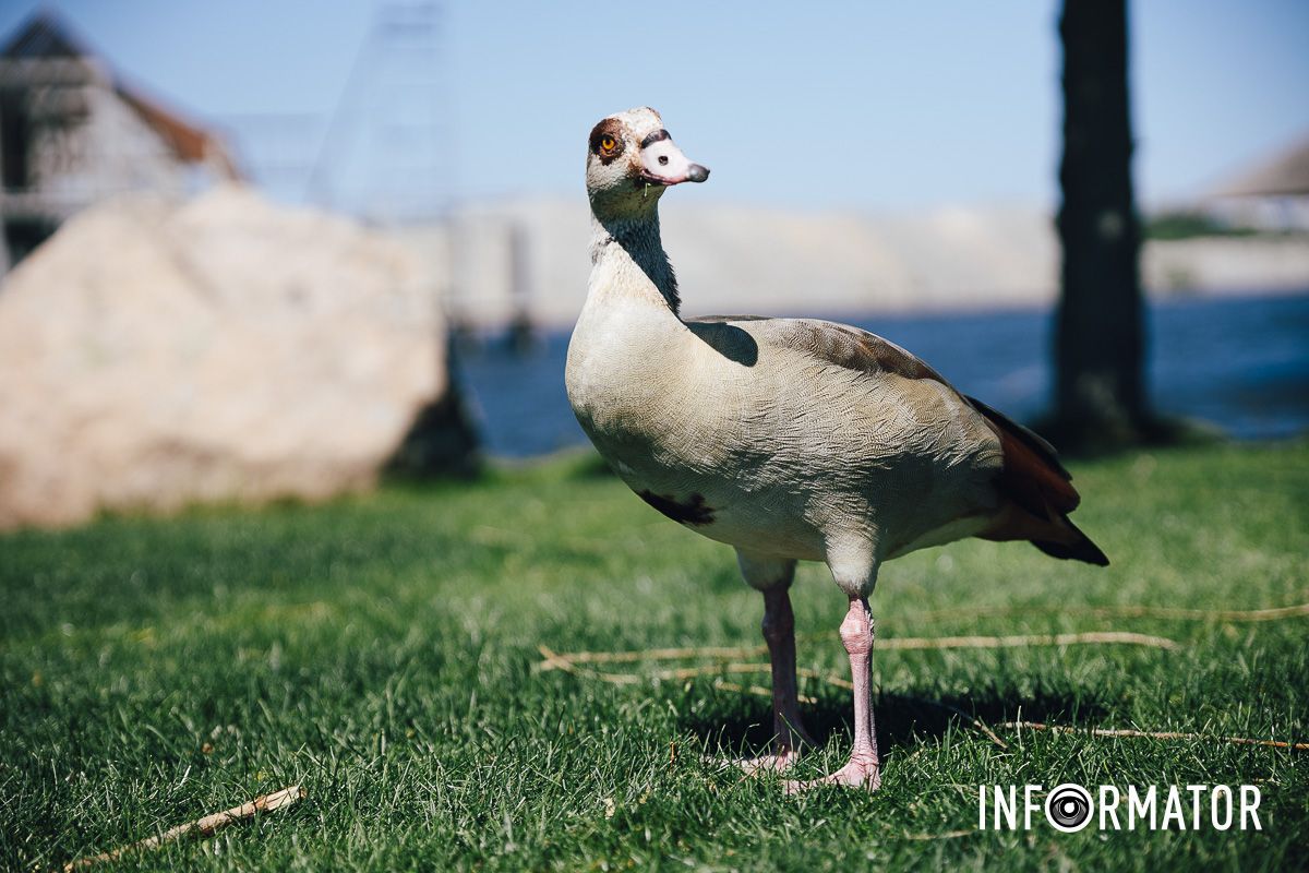 Место, где дышится иначе: как выглядит яхт-клуб «Сечь» в Днепре майского солнечного дня 5