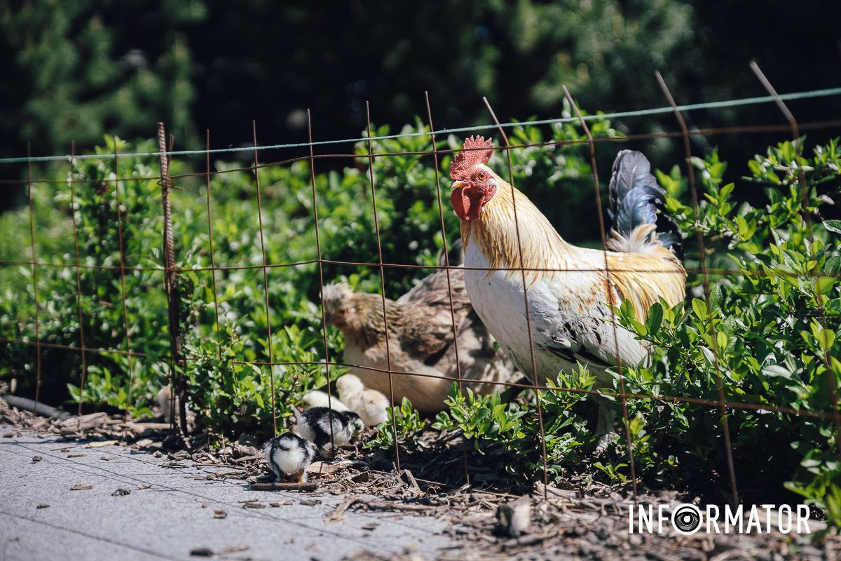 Место, где дышится иначе: как выглядит яхт-клуб «Сечь» в Днепре майского солнечного дня 6