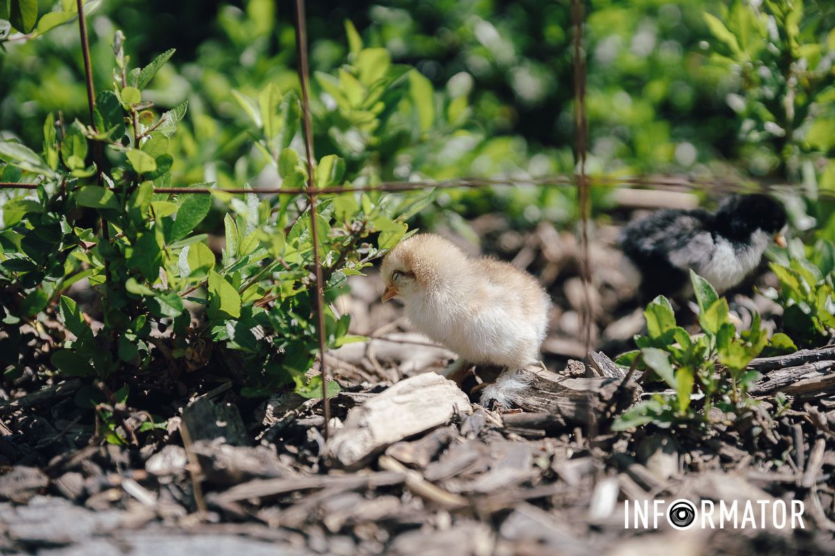 Место, где дышится иначе: как выглядит яхт-клуб «Сечь» в Днепре майского солнечного дня 8