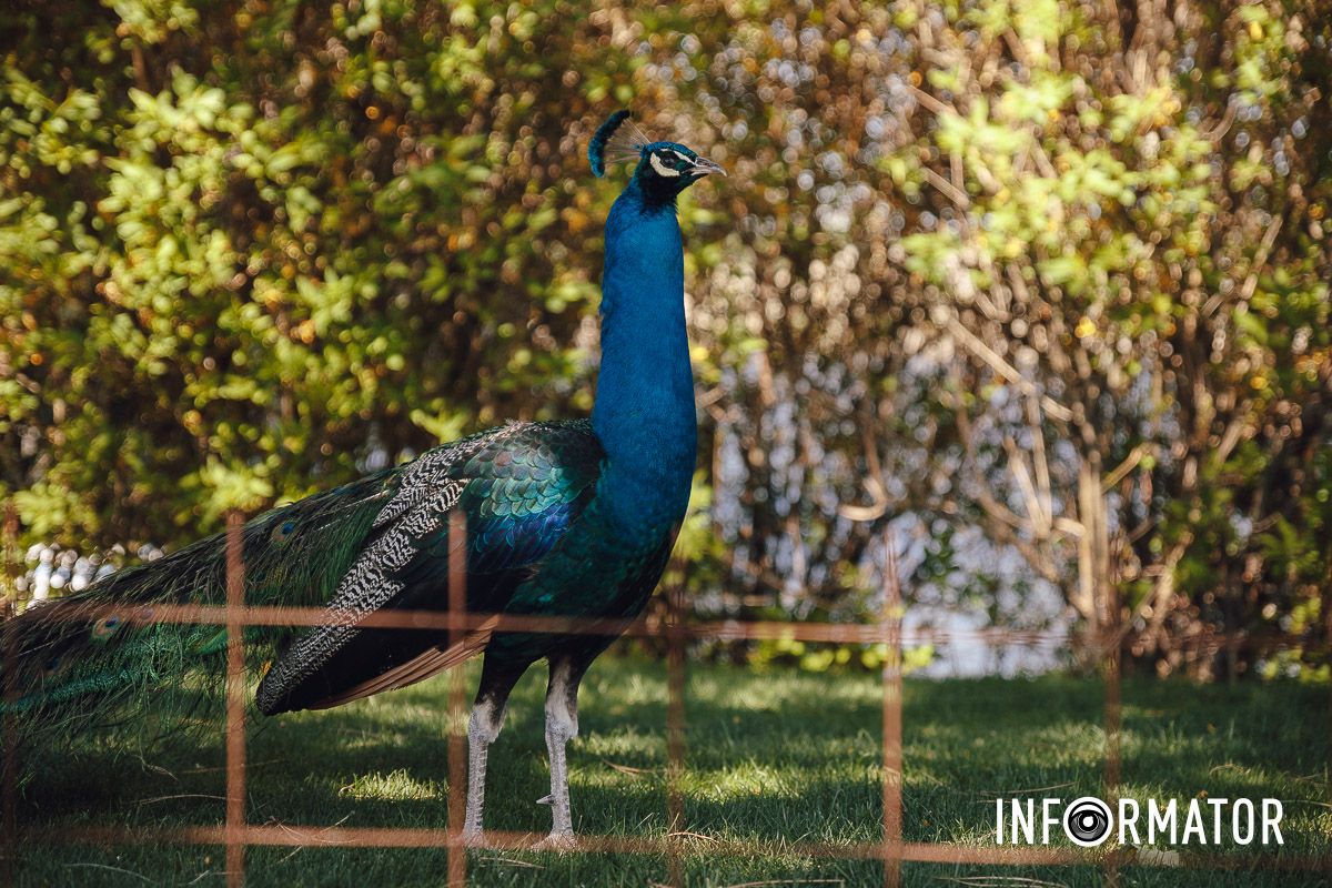 Место, где дышится иначе: как выглядит яхт-клуб «Сечь» в Днепре майского солнечного дня 11