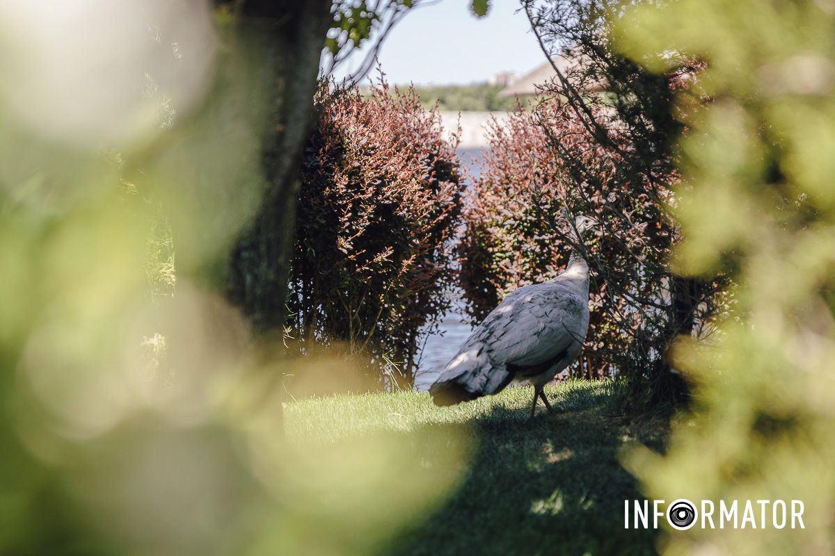 Место, где дышится иначе: как выглядит яхт-клуб «Сечь» в Днепре майского солнечного дня 14