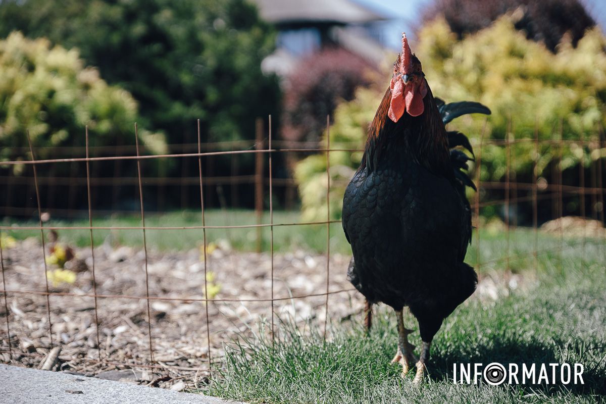 Место, где дышится иначе: как выглядит яхт-клуб «Сечь» в Днепре майского солнечного дня 15