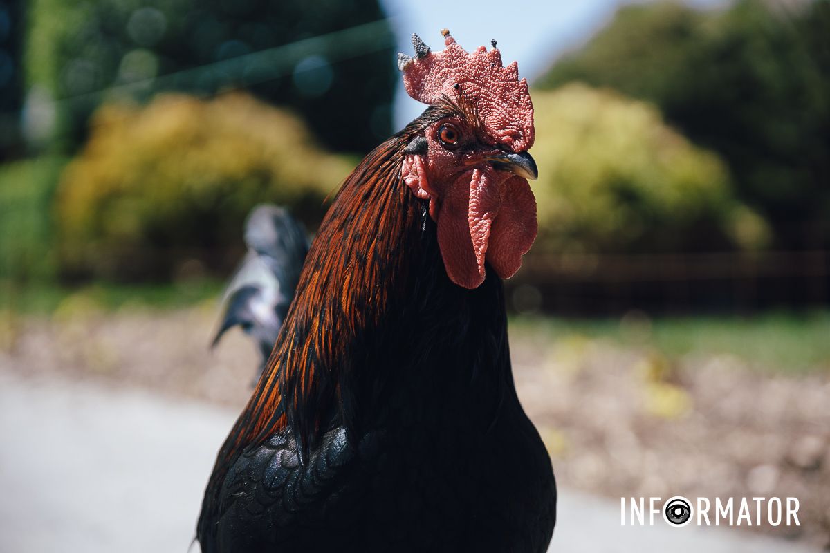 Место, где дышится иначе: как выглядит яхт-клуб «Сечь» в Днепре майского солнечного дня 16