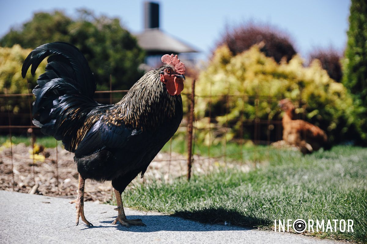 Место, где дышится иначе: как выглядит яхт-клуб «Сечь» в Днепре майского солнечного дня 17