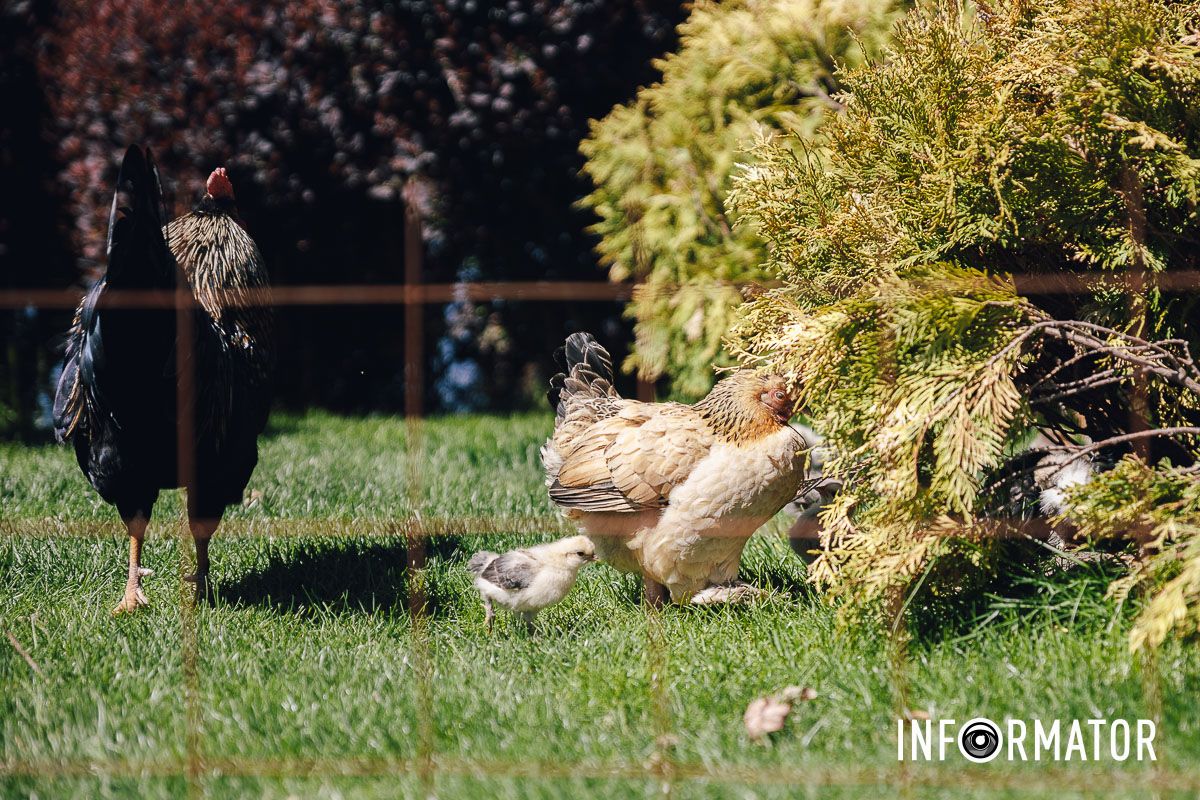 Место, где дышится иначе: как выглядит яхт-клуб «Сечь» в Днепре майского солнечного дня 18