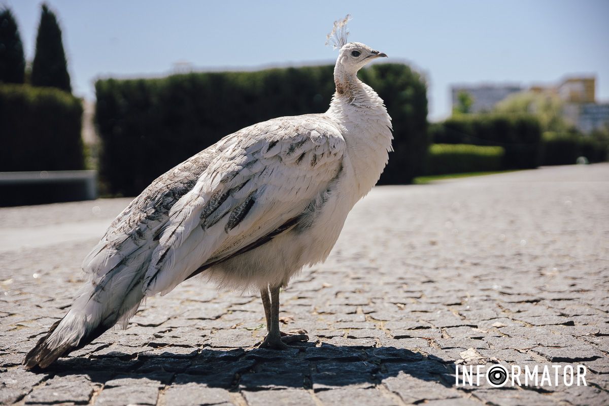 Место, где дышится иначе: как выглядит яхт-клуб «Сечь» в Днепре майского солнечного дня 20