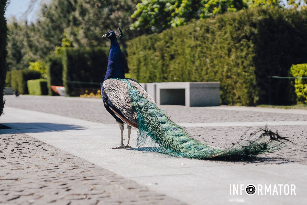 Место, где дышится иначе: как выглядит яхт-клуб «Сечь» в Днепре майского солнечного дня 21